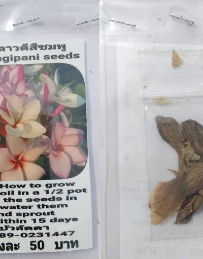 Pink Plumeria Frangipani Kathalichapa Seeds