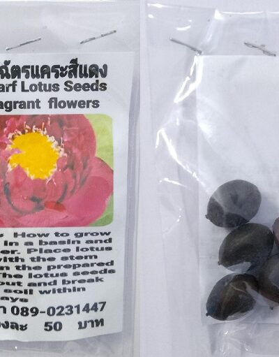Red Fragrant Lotus Seeds