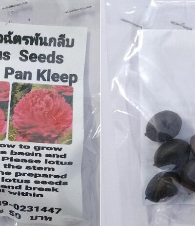 Red Pan Kleep Dwarf Lotus Seeds