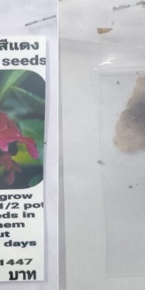 Red Plumeria Frangipani Kathalichapa Seeds