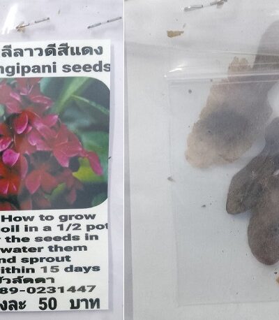Red Plumeria Frangipani Kathalichapa Seeds