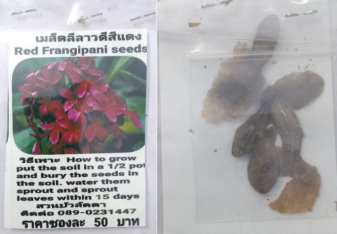 Red Plumeria Frangipani Kathalichapa Seeds