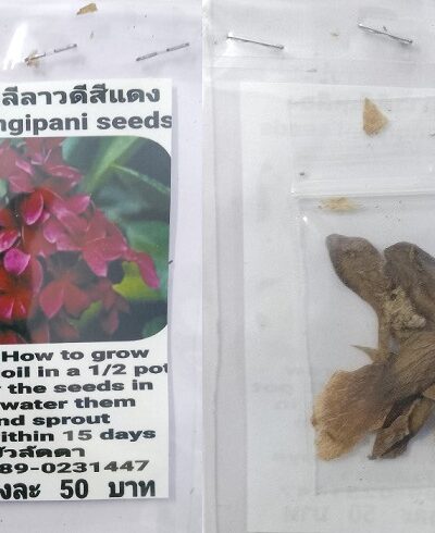 Red Plumeria Frangipani Kathalichapa Seeds