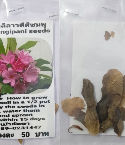 Rink Plumeria Frangipani Kathalichapa Seeds
