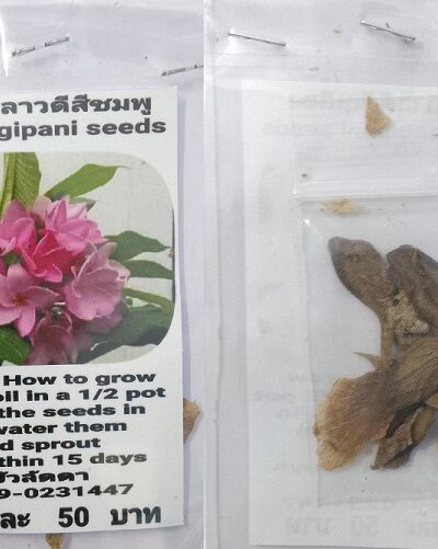 Rink Plumeria Frangipani Kathalichapa Seeds