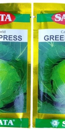 Sakata Japan Green Express Cabbage Vegetable