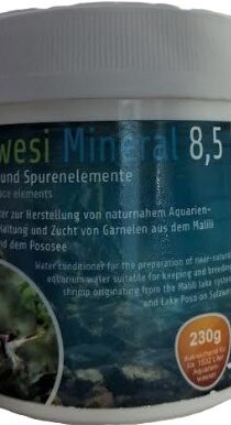Salty Shrimp Sulawesi Mineral 8.5