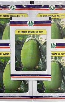 Sungro Seeds F1 No 1014 Hybrid Brinjal Seeds — High Yield Green Variety (50g)