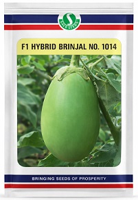 Sungro Seeds F1 No 1014 Hybrid Brinjal Seeds — High Yield Green Variety (50g)