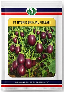 Sungro Seeds Pragati F1 Hybrid Brinjal Seeds — High Yield Purple Variety (50g)