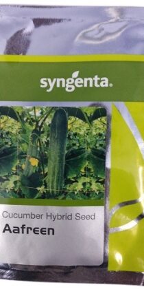 Syngenta AAFREEN Cucumber Hybrid Seed
