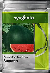 Syngenta Augusta Hybrid Watermelon Seeds — High Yield Red Flesh Variety (800 Seeds)