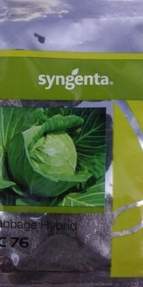 Syngenta BC 76 Cabbage Hybrid Seed