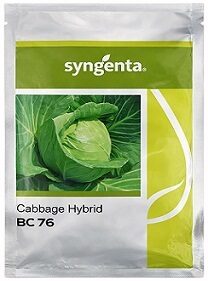 Syngenta BC 76 Cabbage Hybrid Seed — High‑Yield, Uniform Head Variety