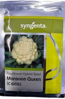 Syngenta C6105 Monsoon Queen Cauliflower Seed — High‑Yield Hybrid for Rainy Season Cultivation (1500 Seeds)