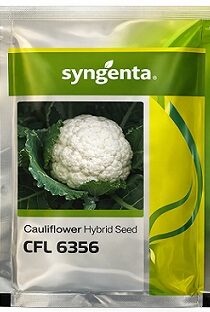 Syngenta CFL 6356 Hybrid Cauliflower Seeds — High Yield White Head Variety (2000 Seeds)