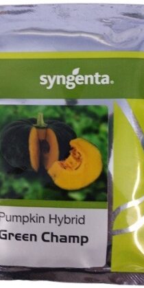 Syngenta Green Champ Pumpkin Hybrid Seed
