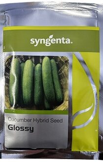 Syngenta Glossy Hybrid Cucumber Seeds — High Yield Green Variety (700 Seeds)