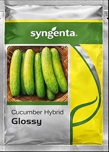 Syngenta Glossy Hybrid Cucumber Seeds — High Yield Green Variety (850 Seeds)