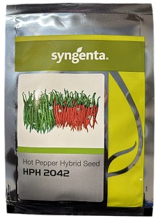 Syngenta HPH 2042 Hybrid Hot Pepper Seeds | High Yield F1 Hybrid Chilli Seeds for Commercial Farming (7.7g/ 1500 Seeds)
