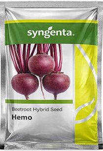 Syngenta Hemo Beetroot Hybrid Seeds — High Yield Red Beet Variety (200g)