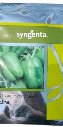 Syngenta Indra Hybrid Capsicum Seeds