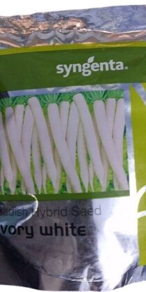 Syngenta Ivory White Radish Seed