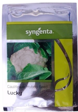 Syngenta LUCKY Hybrid Cauliflower Seed