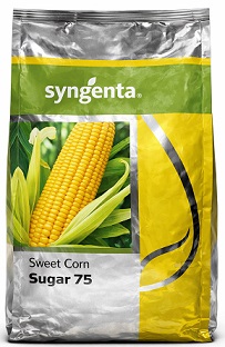 Syngenta Sugar 75 Sweet Corn Seeds — High Yield Golden Variety (1kg)