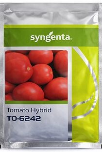 Syngenta TO 6242 Hybrid Tomato Seeds — High Yield Red Tomato Variety (3000 Seeds)