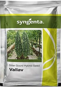 Syngenta Vallav Hybrid Bitter Gourd Seeds — High Yield Green Variety (50g)