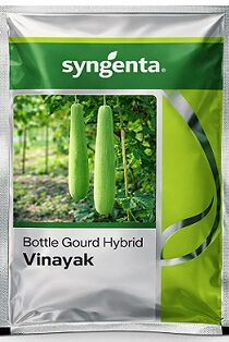 Syngenta Vinayak Hybrid Bottle Gourd Seeds — High Yield Green Variety (50g)