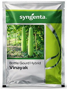 Syngenta Vinayak Hybrid Bottle Gourd Seeds — High Yield Green Variety (50g)