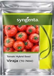 Syngenta Viraja (TO 7414) Hybrid Tomato Seeds — High Yield Red Tomato Variety (3000 Seeds)
