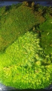 Terrarium Dry Moss Pack