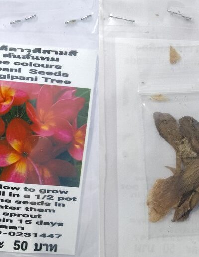 Three Colours Plumeria Frangipani Kathalichapa Seeds