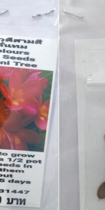 Three Colours Plumeria Frangipani Kathalichapa Seeds