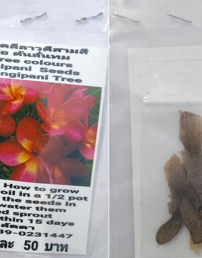 Three Colours Plumeria Frangipani Kathalichapa Seeds