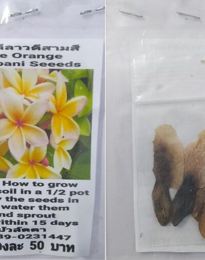 Three Orange Plumeria Frangipani Kathalichapa Seeds