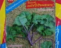 Triple A Red Siberian Kale