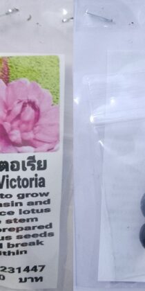 Pink Victoria Dwarf Lotus Seeds
