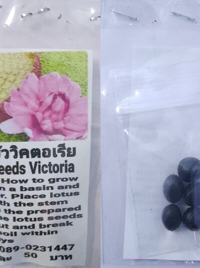 Pink Victoria Dwarf Lotus Seeds