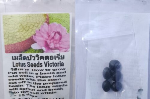 Pink Victoria Dwarf Lotus Seeds