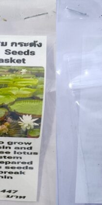 White Victoria Winnowing Basket Dwarf Lotus Seeds