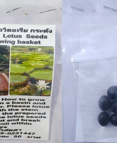 White Victoria Winnowing Basket Dwarf Lotus Seeds