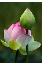 Water Lotus Live Plants