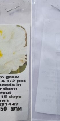 White Plumeria Frangipani Kathalichapa Seeds