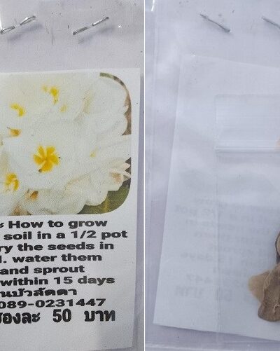 White Plumeria Frangipani Kathalichapa Seeds