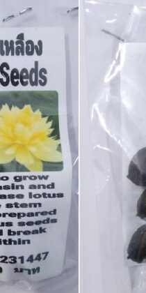 Yellow Fragrant Lotus Seeds