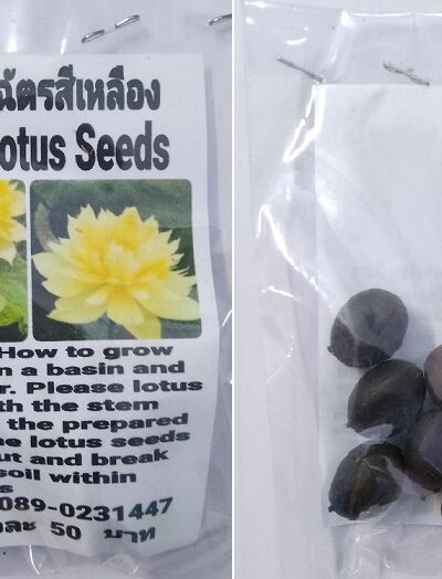Yellow Fragrant Lotus Seeds